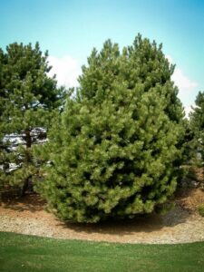 Сосна Чёрная (Pinus Nigra) купить по цене от 270.00р. в интернет-магазине «Посадика» с доставкой почтой в в Карачеве и по всей России – [изображение №1].