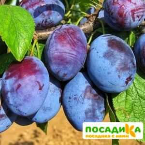 Слива Чачакская ранняя купить по цене от 229.00р. в интернет-магазине «Посадика» с доставкой почтой в в Карачеве и по всей России – [изображение №1].