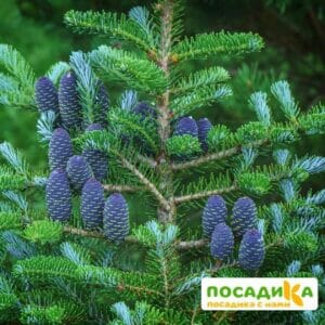 Пихта корейская (Abies koreana) купить по цене от 450.00р. в интернет-магазине «Посадика» с доставкой почтой в в Карачеве и по всей России – [изображение №1].