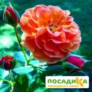 Роза Арабия купить по цене от 350.00р. в интернет-магазине «Посадика» с доставкой почтой в в Карачеве и по всей России – [изображение №1].