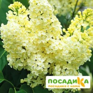 Сирень Примроуз (Primrose) купить по цене от 529.00р. в интернет-магазине «Посадика» с доставкой почтой в в Карачеве и по всей России – [изображение №1].