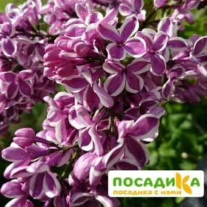 Сирень Сенсация купить по цене от 529.00р. в интернет-магазине «Посадика» с доставкой почтой в в Карачеве и по всей России – [изображение №1].