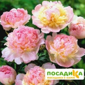 Пион Распберри Сандей (Paeonia Raspberry Sundae) купить по цене от 959р. в интернет-магазине «Посадика» с доставкой почтой в в Карачеве и по всей России – [изображение №1].