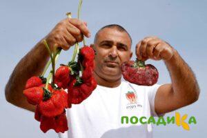 Клубника Гигант Джорнея купить по цене от 266р. в интернет-магазине «Посадика» с доставкой почтой в в Карачеве и по всей России – [изображение №1].