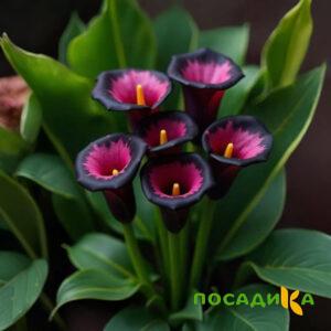 Калла Аура Лейс купить по цене от 400р. в интернет-магазине «Посадика» с доставкой почтой в в Карачеве и по всей России – [изображение №1].