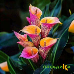 Калла Оникс купить по цене от 450р. в интернет-магазине «Посадика» с доставкой почтой в в Карачеве и по всей России – [изображение №1].