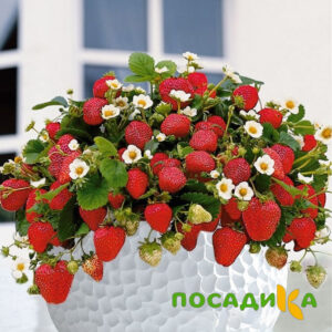 Клубника Рубиновый Шепот (горшечная) купить по цене от 240р. в интернет-магазине «Посадика» с доставкой почтой в в Карачеве и по всей России – [изображение №1].