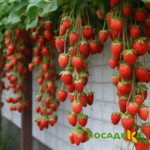 Клубника вьющаяся Комплимент купить по цене от 470р. в интернет-магазине «Посадика» с доставкой почтой в в Карачеве и по всей России – [изображение №1].