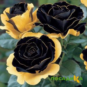 Роза Ханни Сикл купить по цене от 700р. в интернет-магазине «Посадика» с доставкой почтой в в Карачеве и по всей России – [изображение №1].