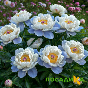 Пион акварельный Этюд купить по цене от 806р. в интернет-магазине «Посадика» с доставкой почтой в в Карачеве и по всей России – [изображение №1].