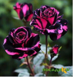 Роза Багровый Шепот купить по цене от 366р. в интернет-магазине «Посадика» с доставкой почтой в в Карачеве и по всей России – [изображение №1].