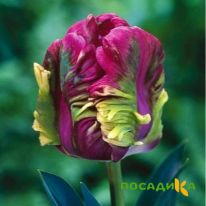 Тюльпан Экзотик Хэвен купить по цене от 186р. в интернет-магазине «Посадика» с доставкой почтой в в Карачеве и по всей России – [изображение №1].