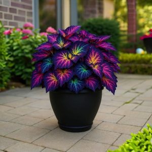 Хоста Фрости Блю купить по цене от 389р. в интернет-магазине «Посадика» с доставкой почтой в в Карачеве и по всей России – [изображение №1].