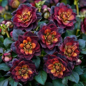 Морозник Сноу Дроп купить по цене от 348р. в интернет-магазине «Посадика» с доставкой почтой в в Карачеве и по всей России – [изображение №1].